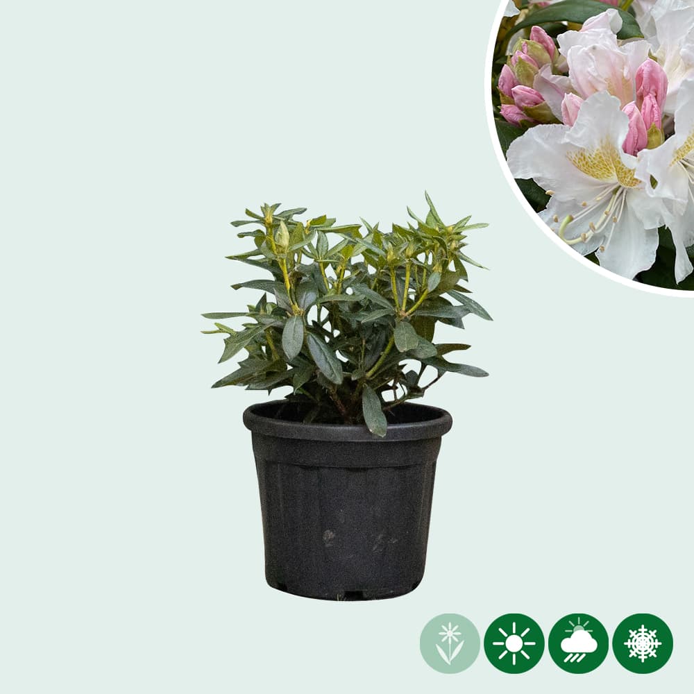 Rhododendron Cunninghams White