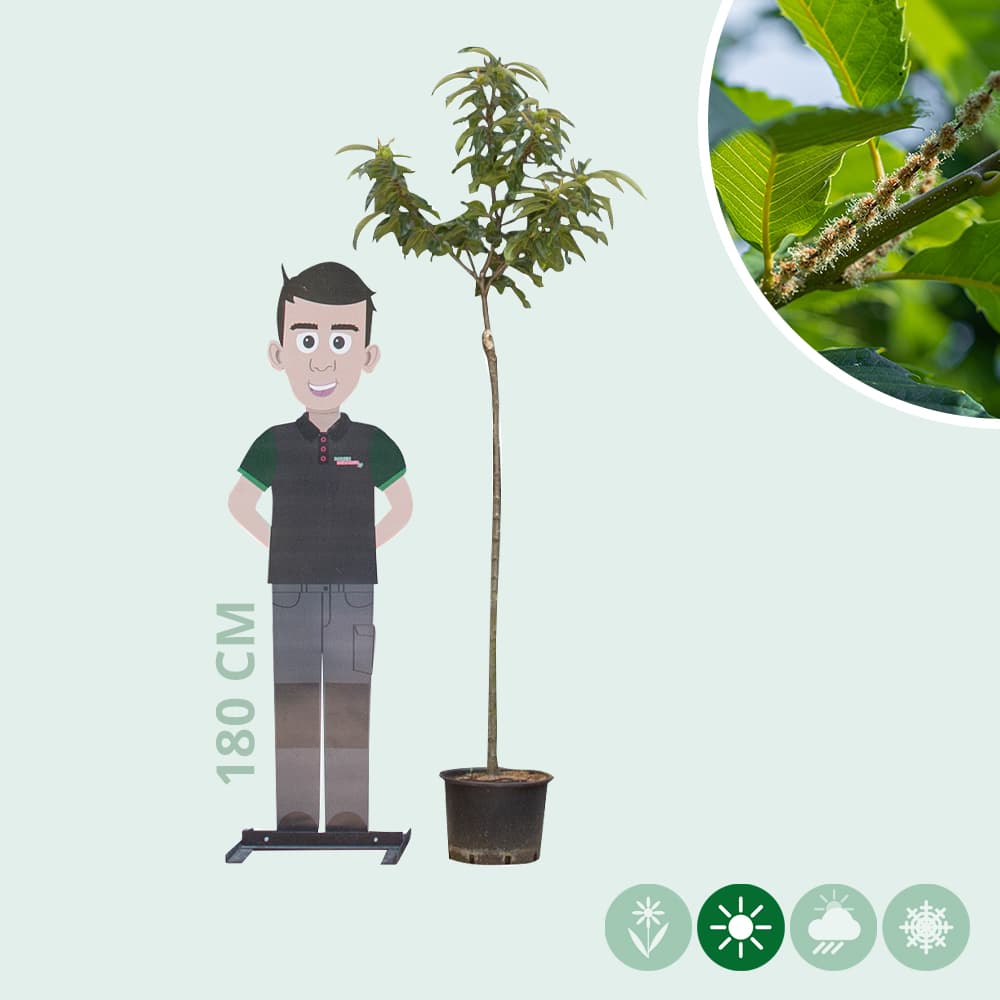 Tamme kastanje Dorree de Lyon