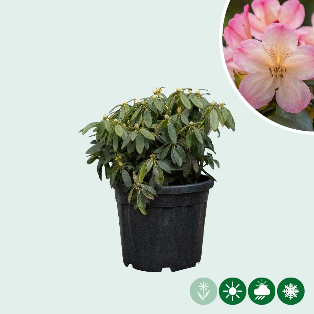 Rhododendron Percy wiseman