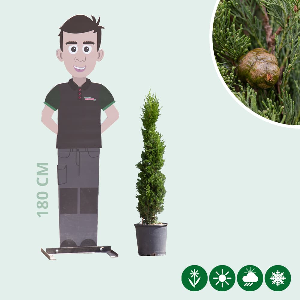 Italiaanse cipresboom 80 cm