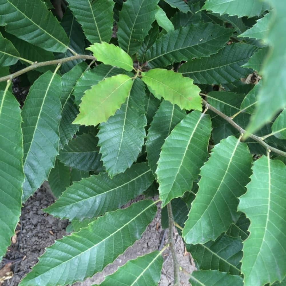 Tamme kastanje meerstammig