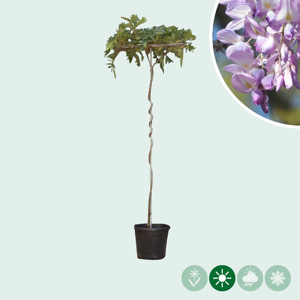 Blauwe regen als dakboom 180 cm stamhoogte