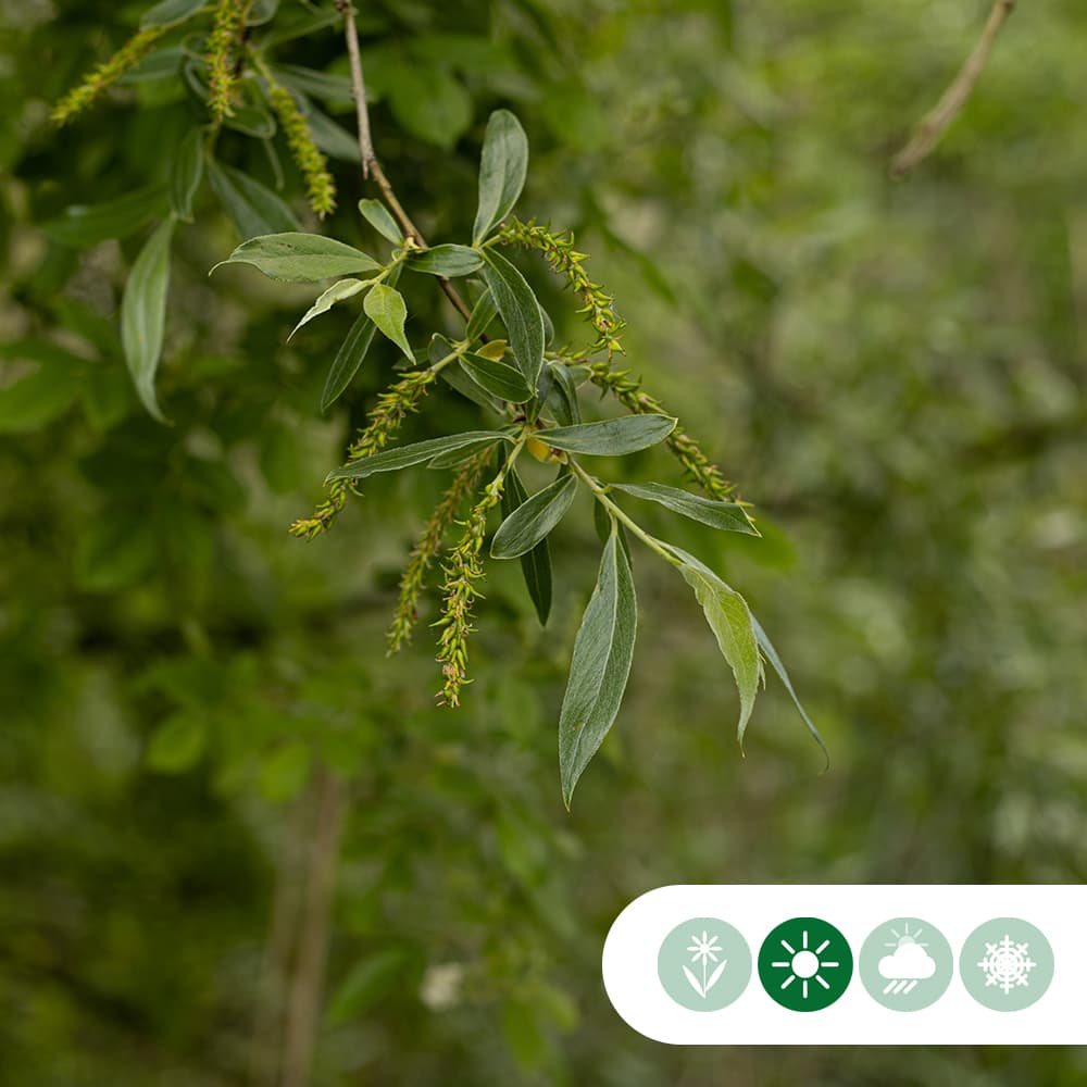 Knotwilg 180 cm stamhoogte