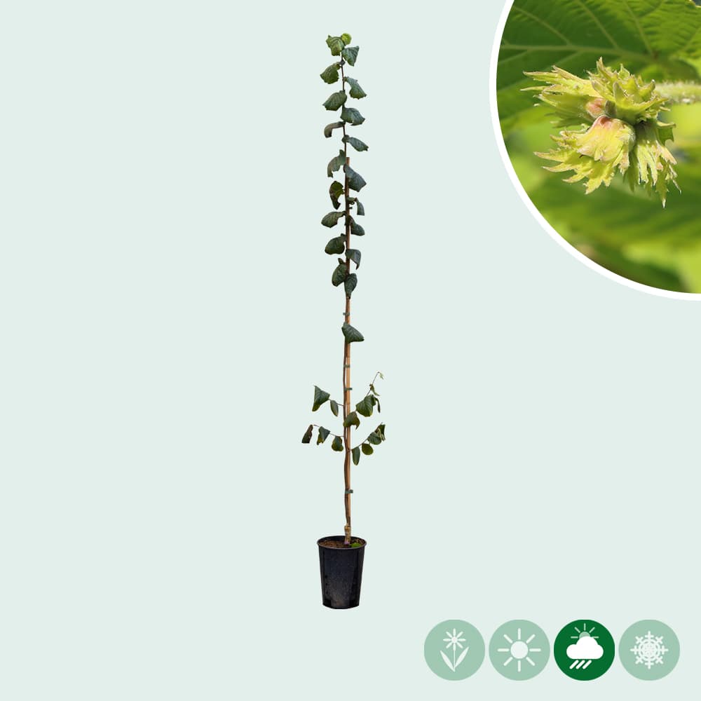 Hazelnoot 'Geant de Halle'