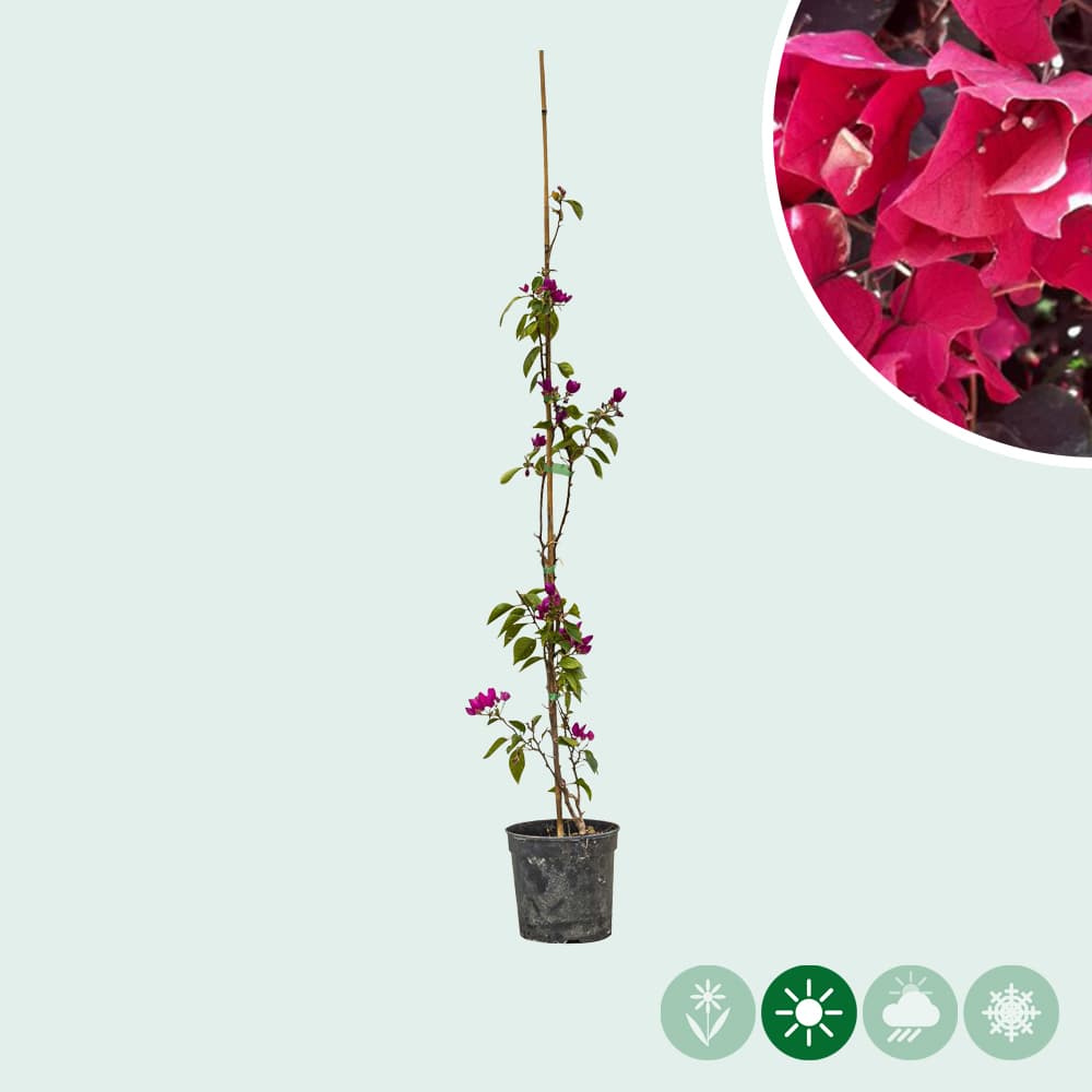 Bougainvillea glabra 'Alexandra'