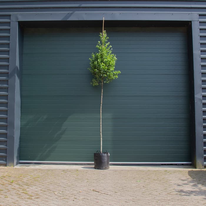 Zuil krentenboom (hoogstam)