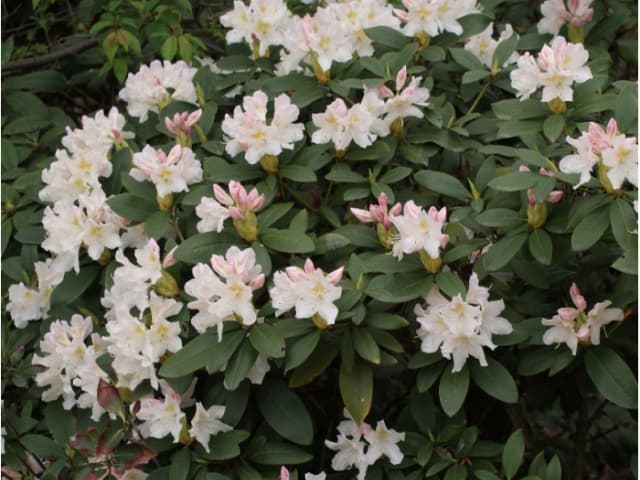 Rhododendron Cunninghams White