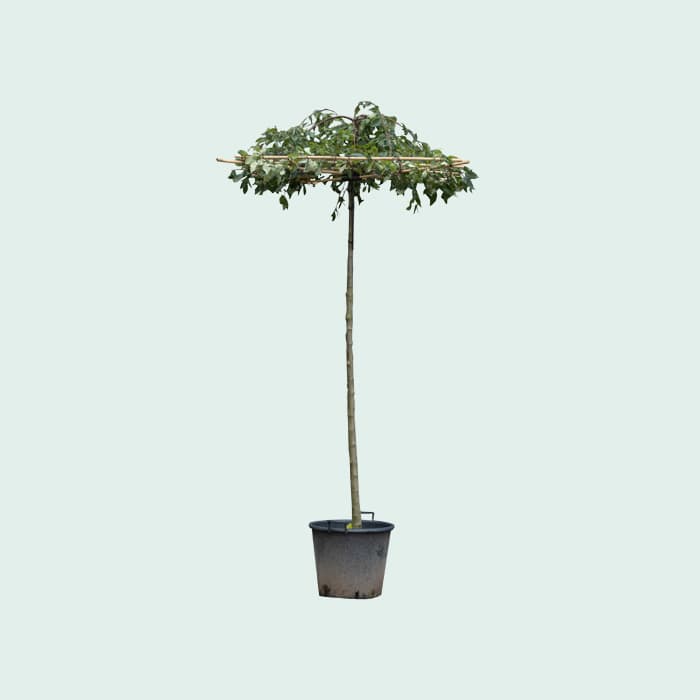 Dak sierappel vierkant dak 200-220 cm stamhoogte