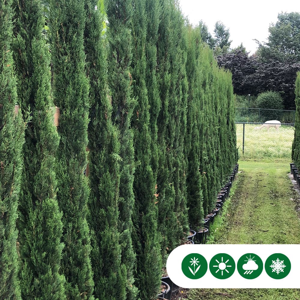 Italiaanse cipresboom 80 cm