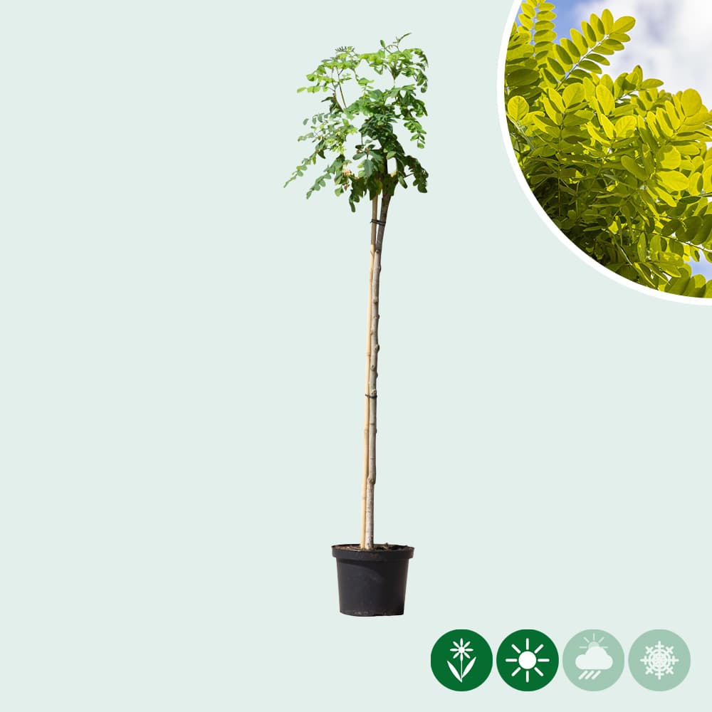 Bol acacia 120 cm stamhoogte