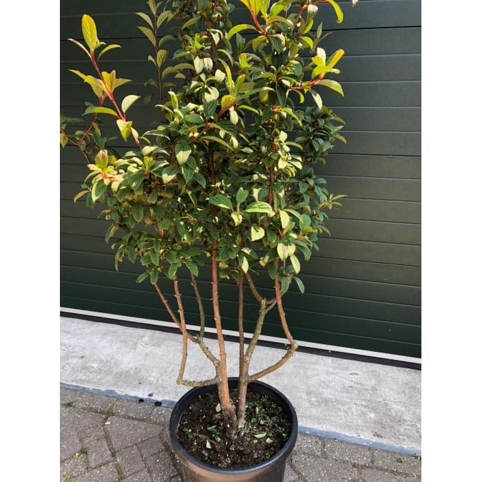 Sneeuwbal meerstammig