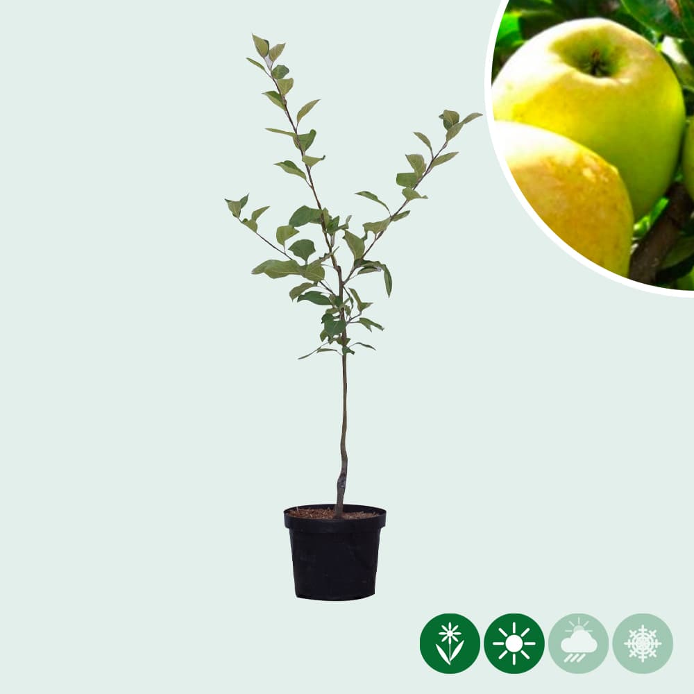 Malus d. Golden Delicious'