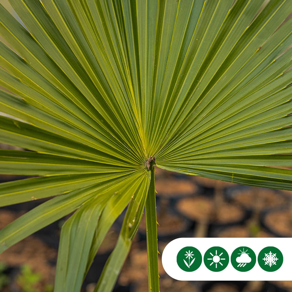 Schermpalm totaalhoogte 100-120 cm