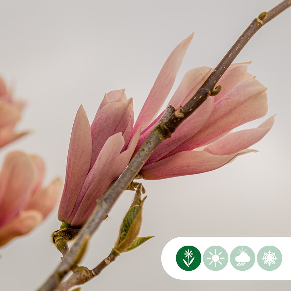 Magnolia 'Heaven Scent' struik