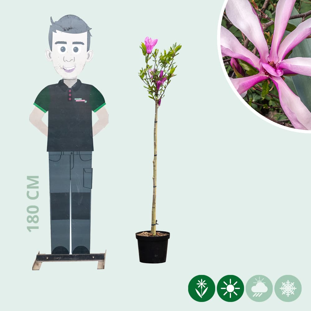 Magnolia Susan halfstam