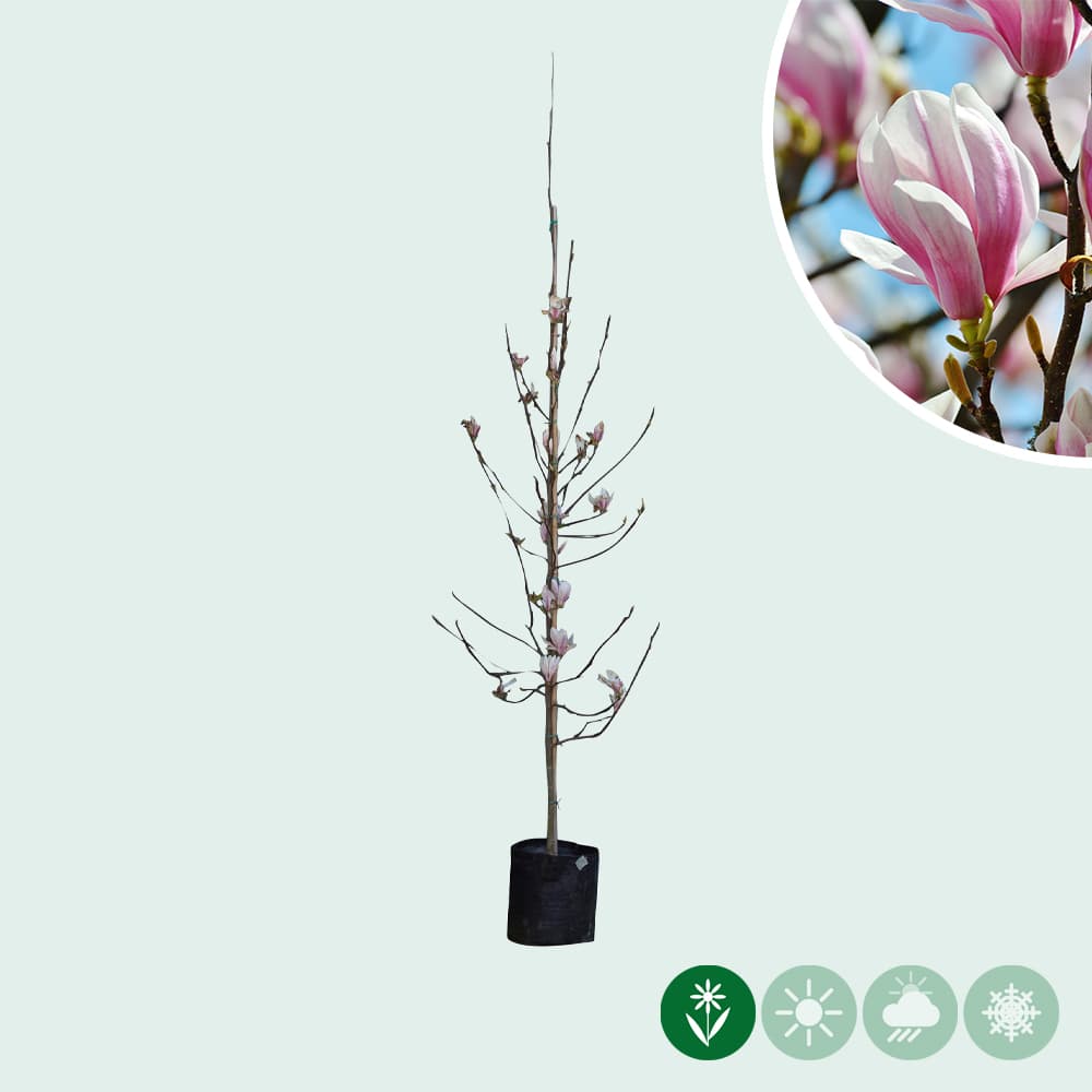 Magnolia soulangeana