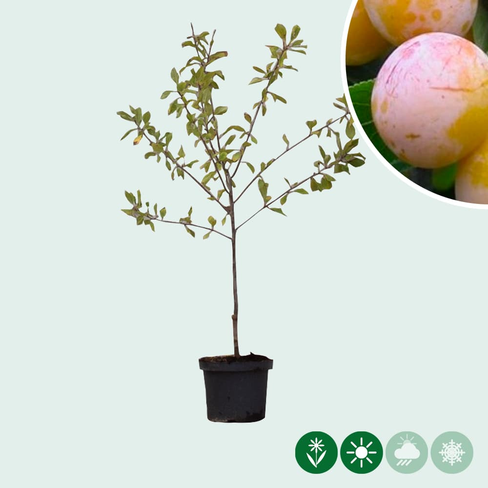 Zoete pruim 'Mirabelle de Nancy'