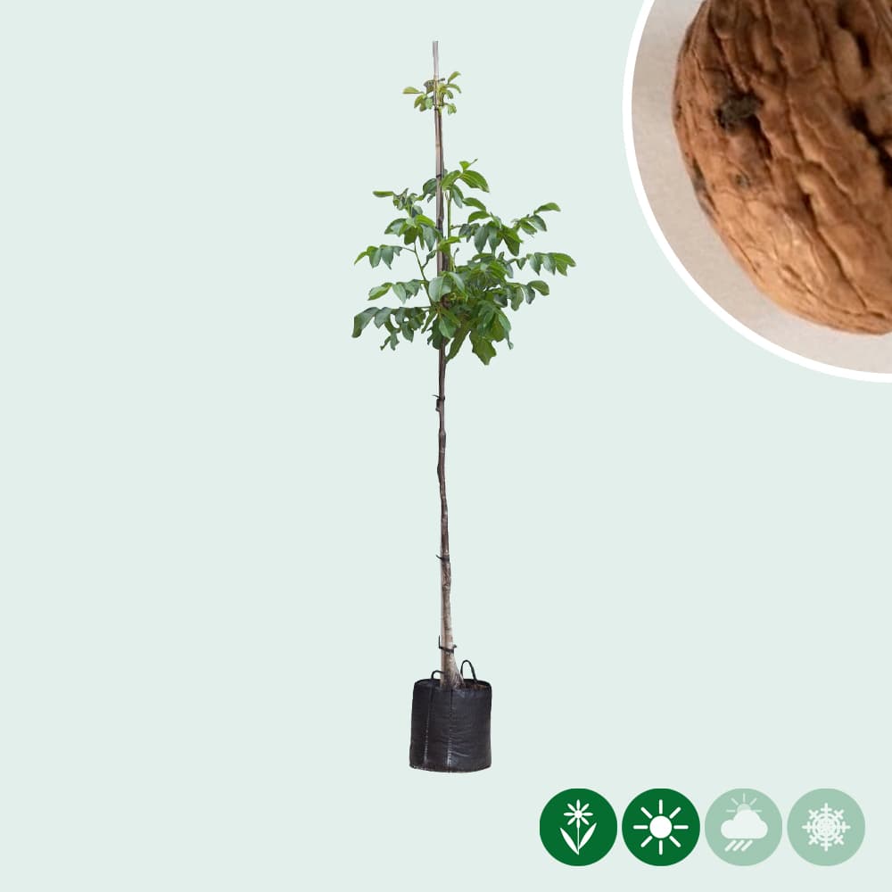 Juglans regia 'Broadview'