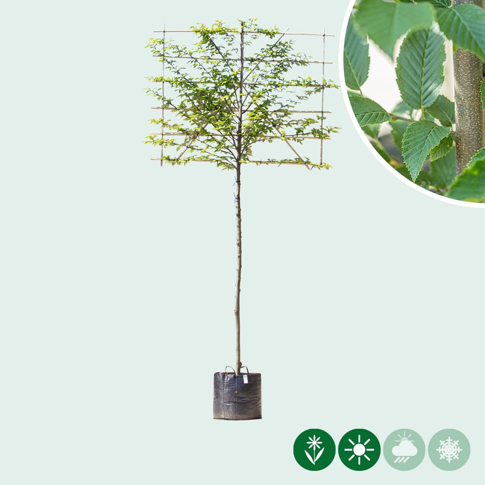 Zuil leihaagbeuk 150 cm