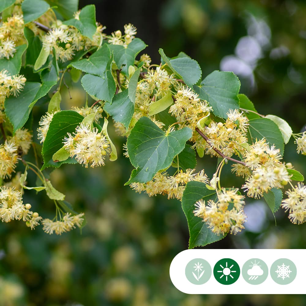 Bol linde 180 cm stamhoogte