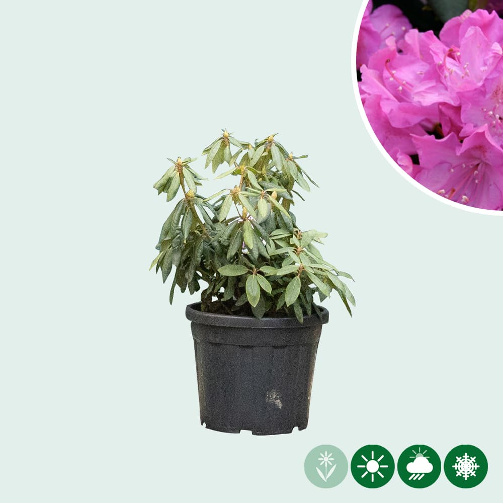 Rhododendron Roseum elegans