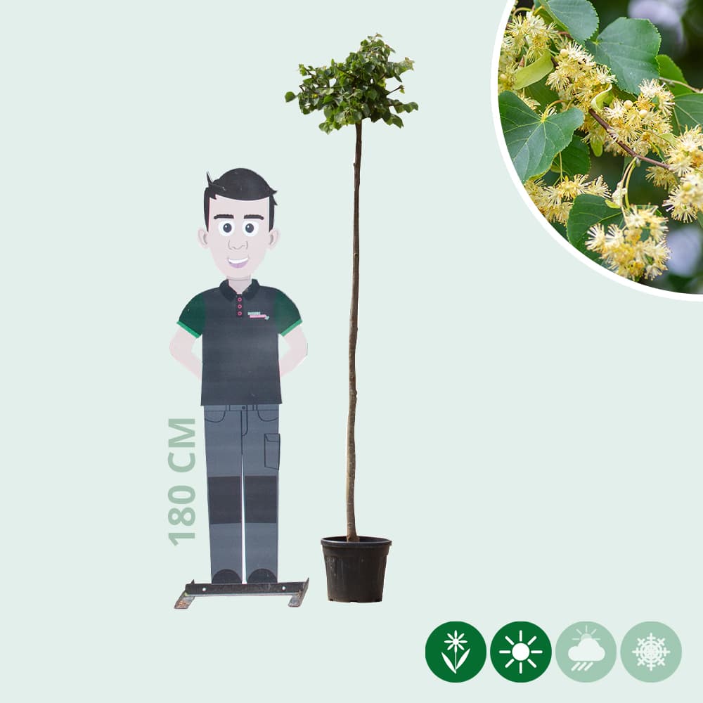 Bol linde 180 cm stamhoogte