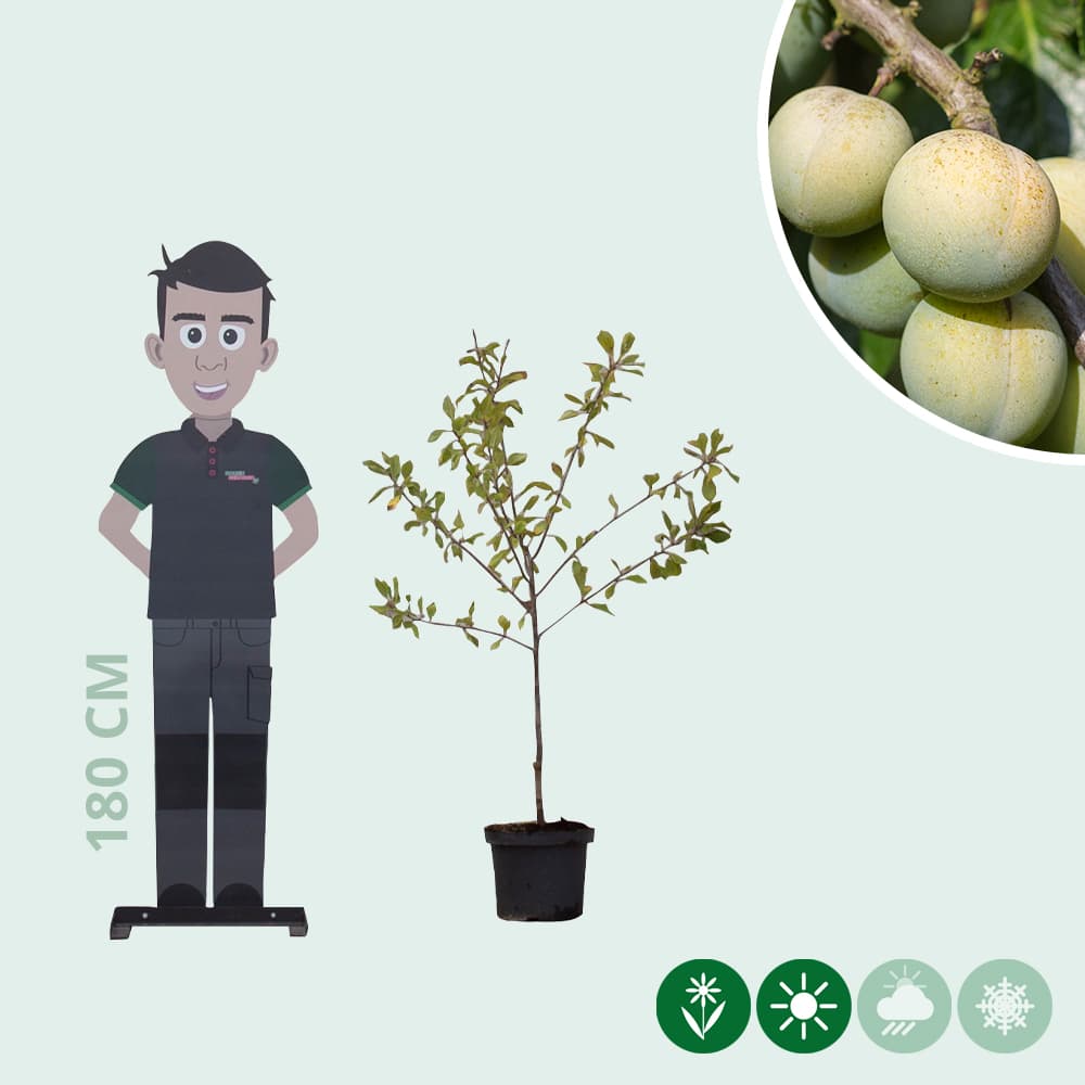 Zoete pruim 'Reine Claude d'Oullins'