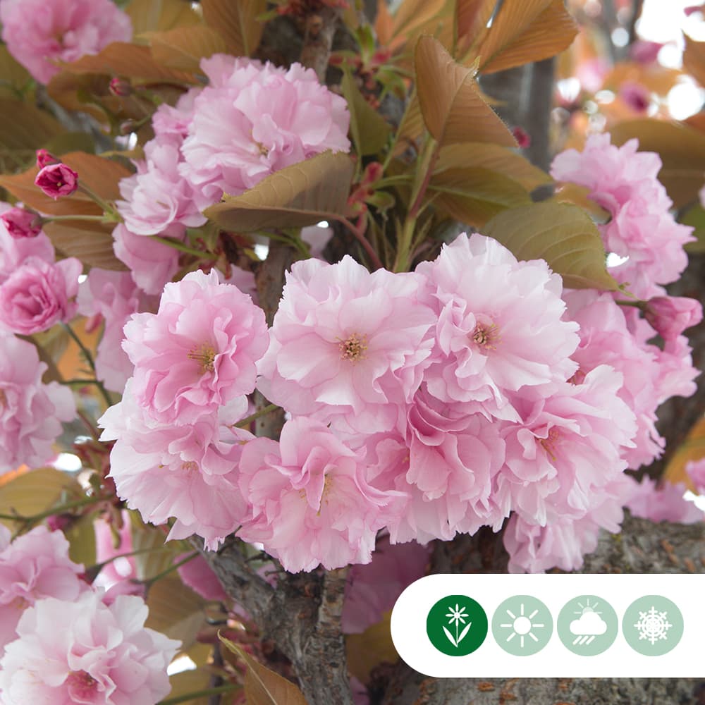 Japanse sierkers als dakboom 200-220 cm stamhoogte