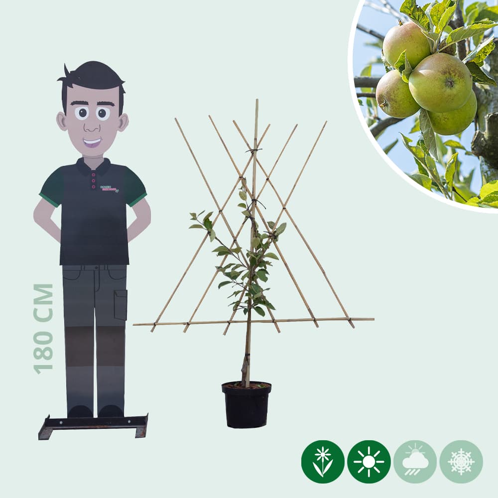 Malus d. 'Elstar' laagstam leiboom