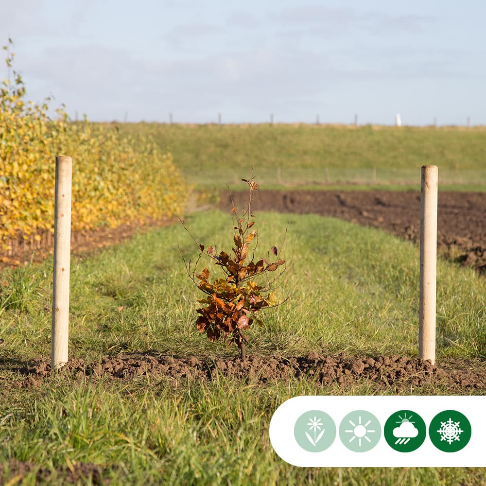 Groene beukenhaag 40 cm