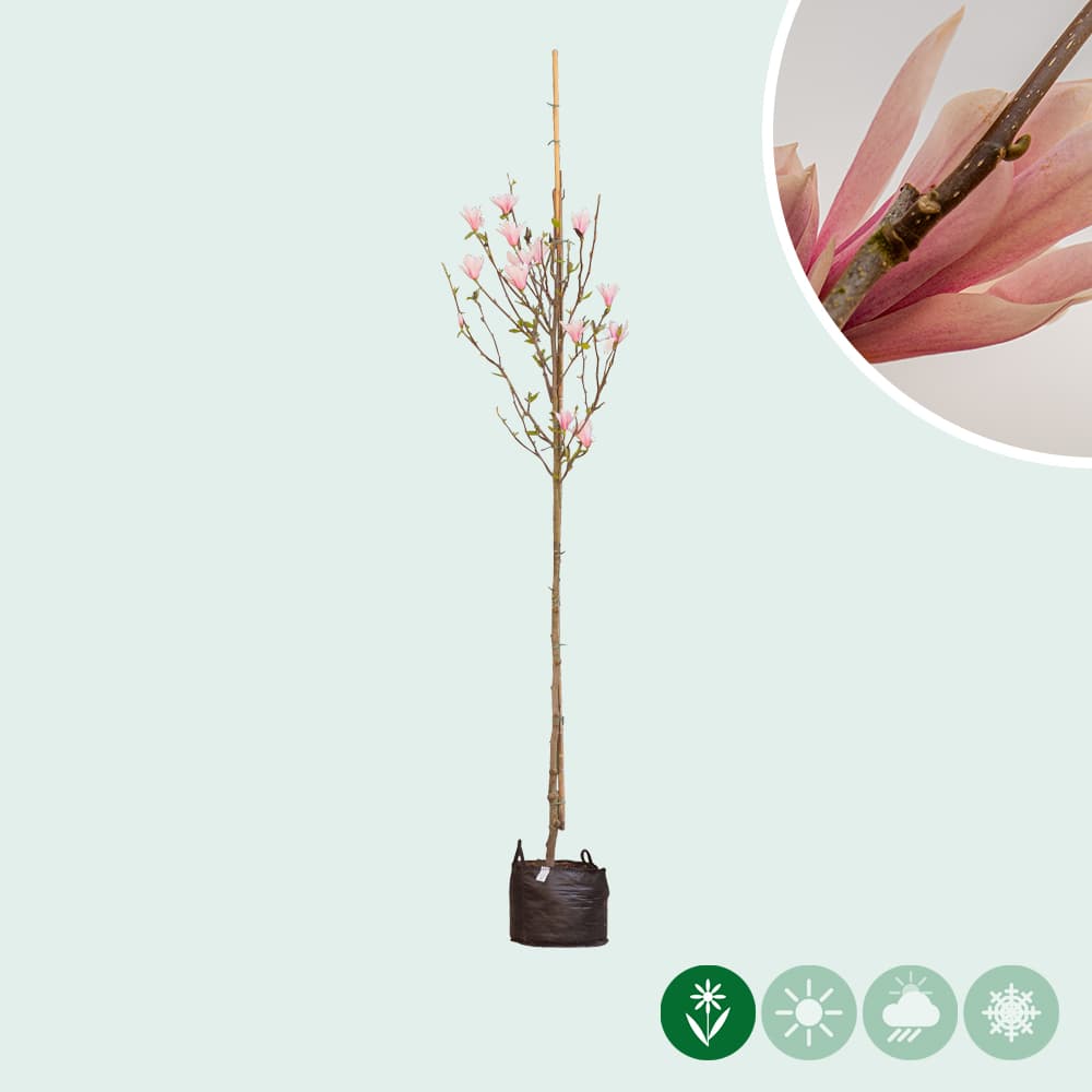 Magnolia 'Heaven Scent'