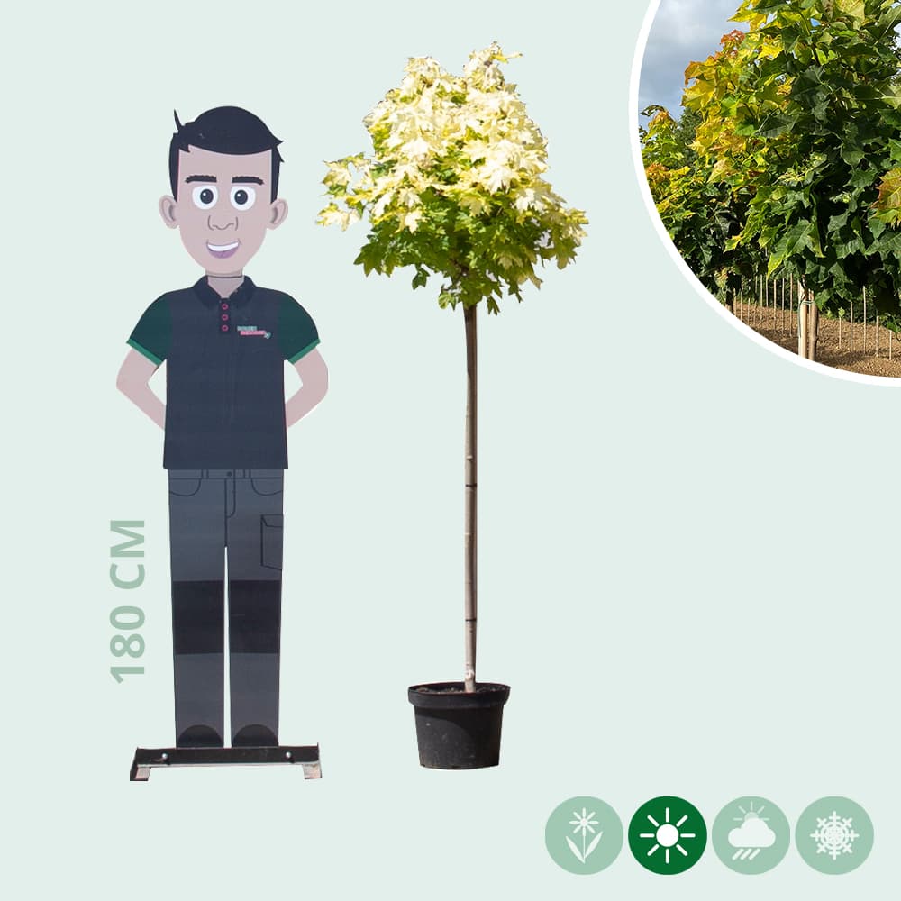 Gele bol esdoorn 120 cm stamhoogte