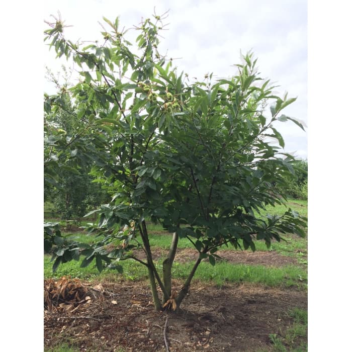 Meerstammige kastanje