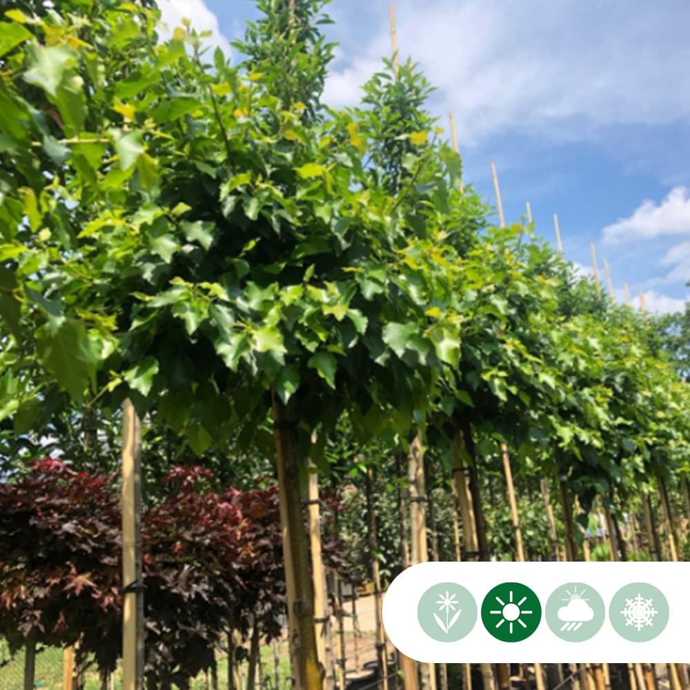 Bolberk 'Magical Globe' 180 cm stamhoogte