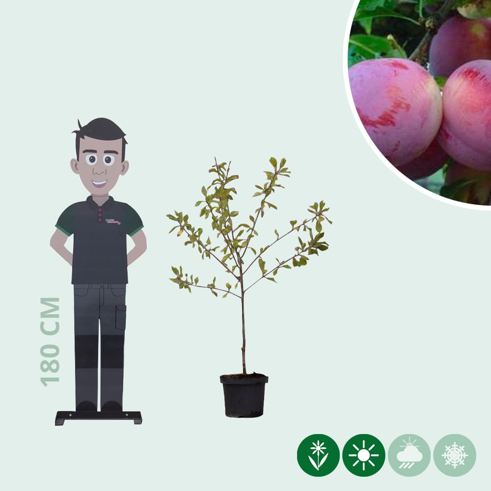 Zoete pruim 'Reine Claude d'Althan'