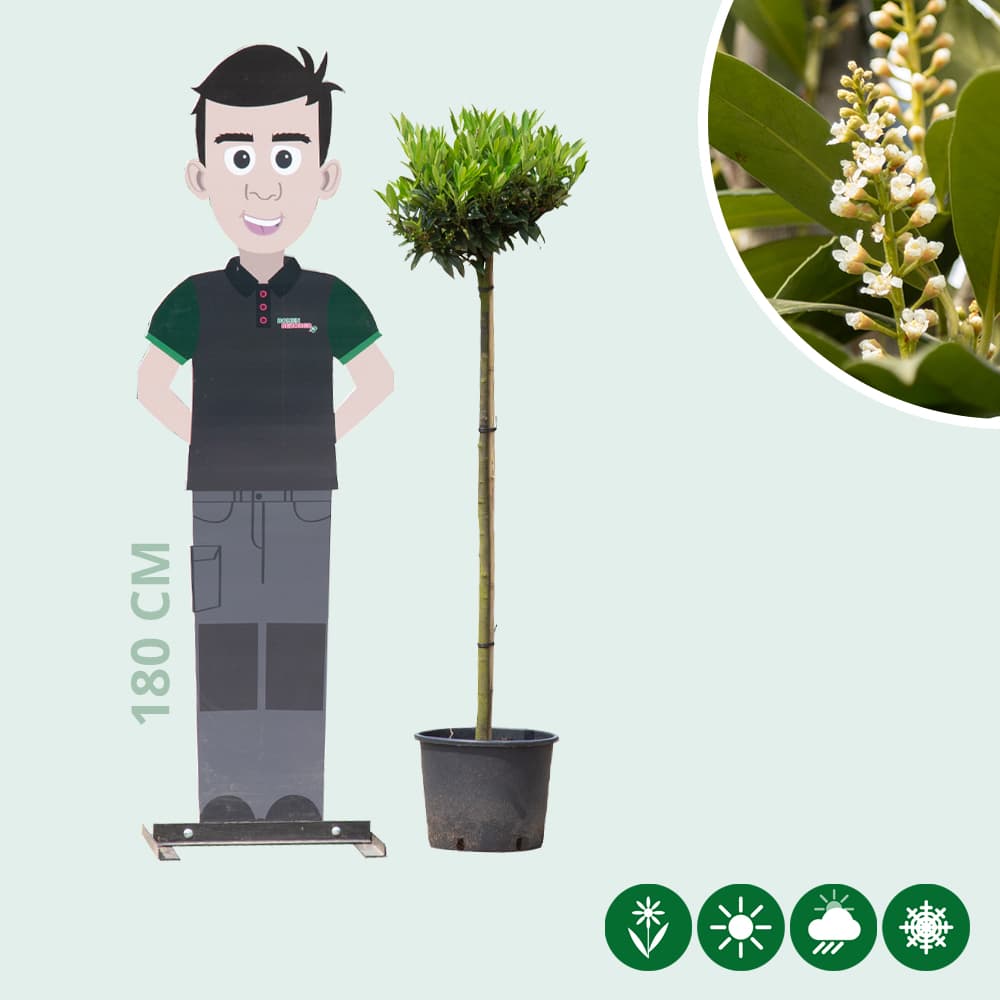 Bol laurier Otto Luyken 120 cm stamhoogte