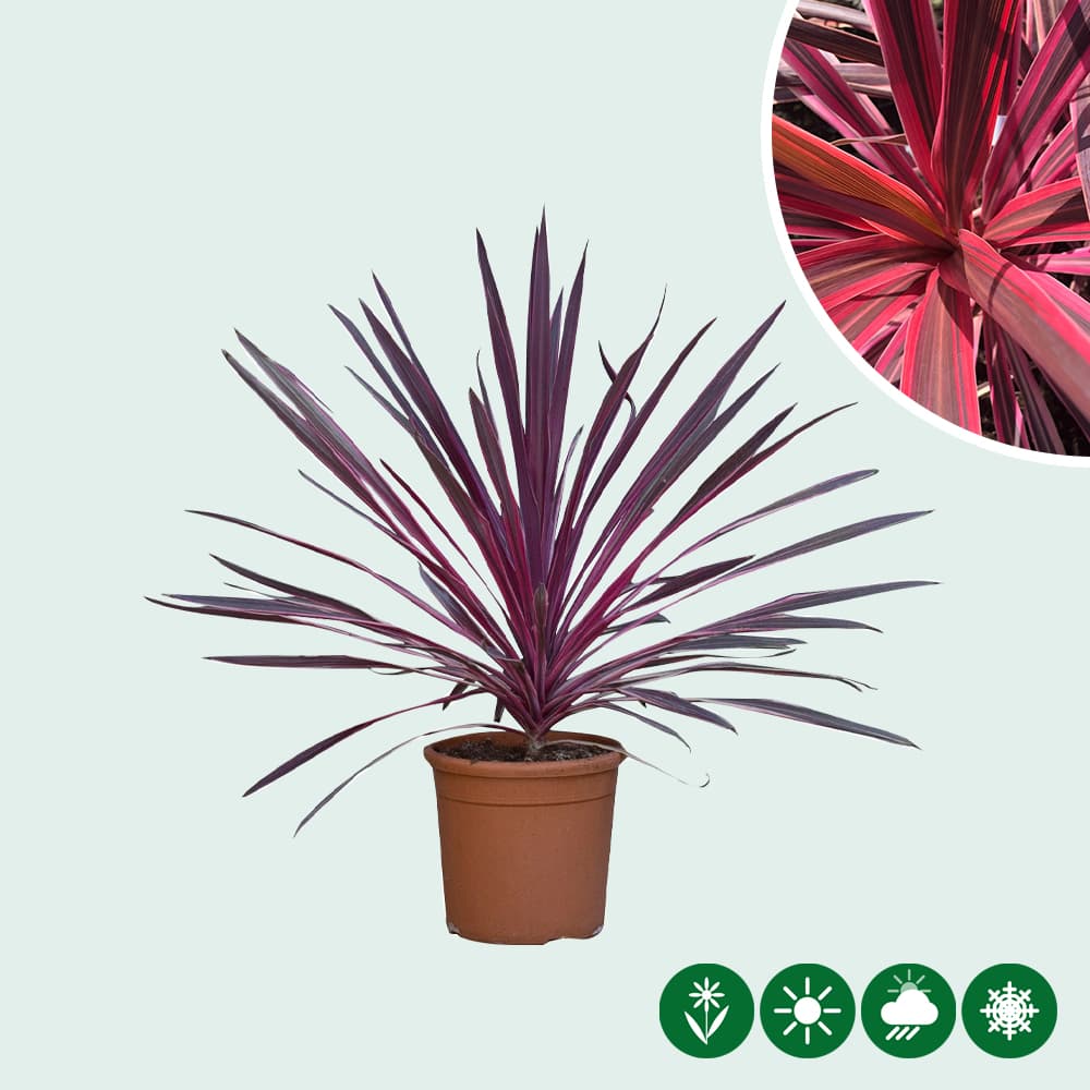Roze koolpalm