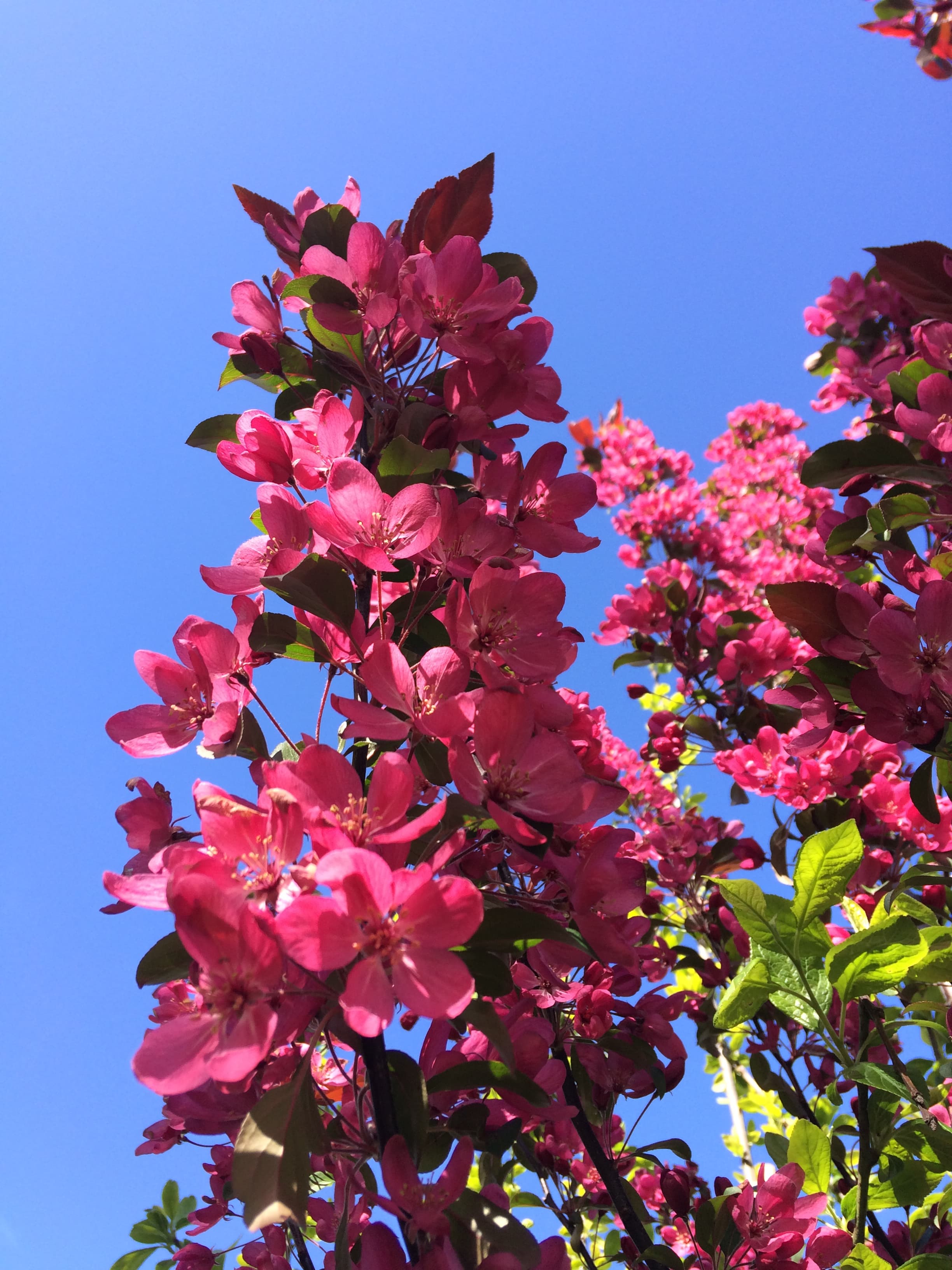 Rode sierappel leiboom 120 cm (120x120)