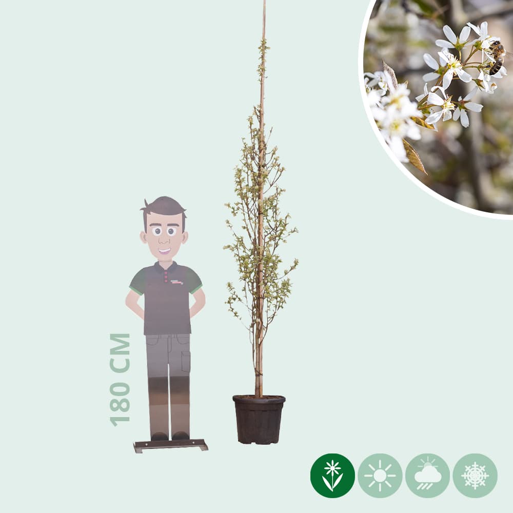 Zuil krentenboom (laagstam)