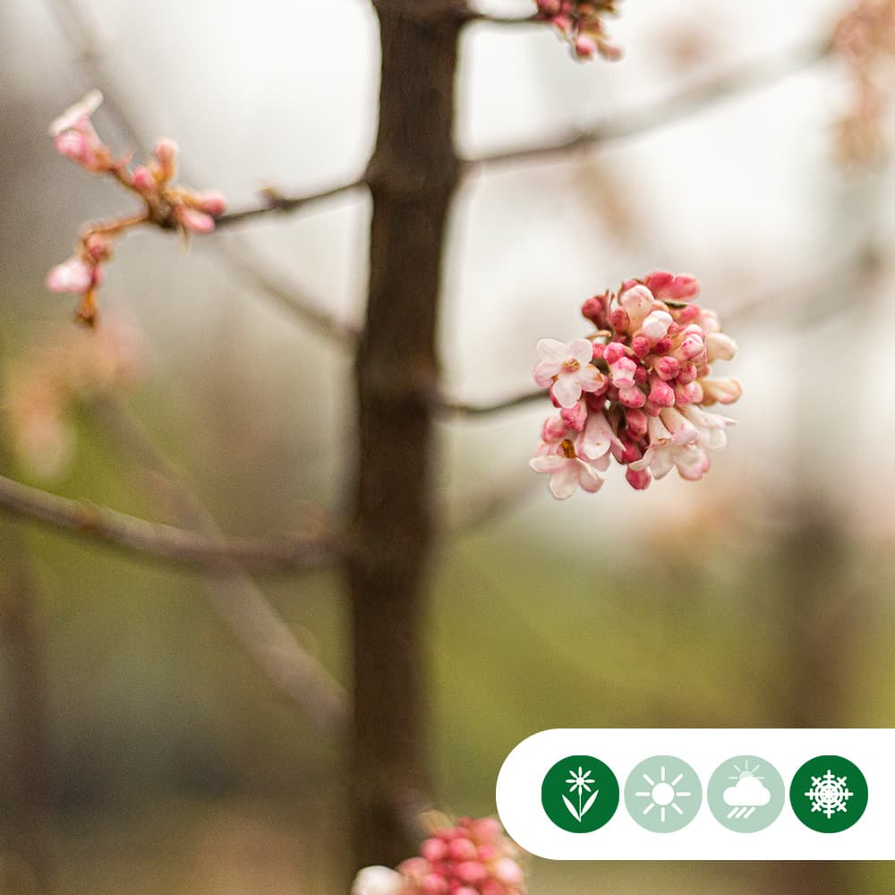 Sneeuwbal meerstammig