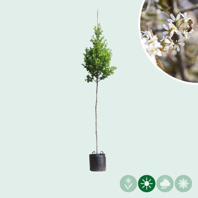 Zuil krentenboom hoogstam