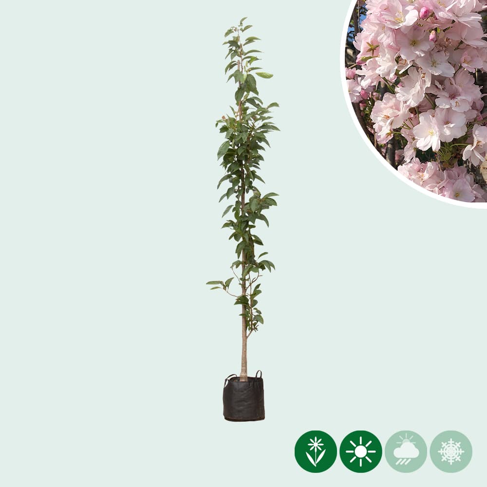 Japanse zuil sierkers