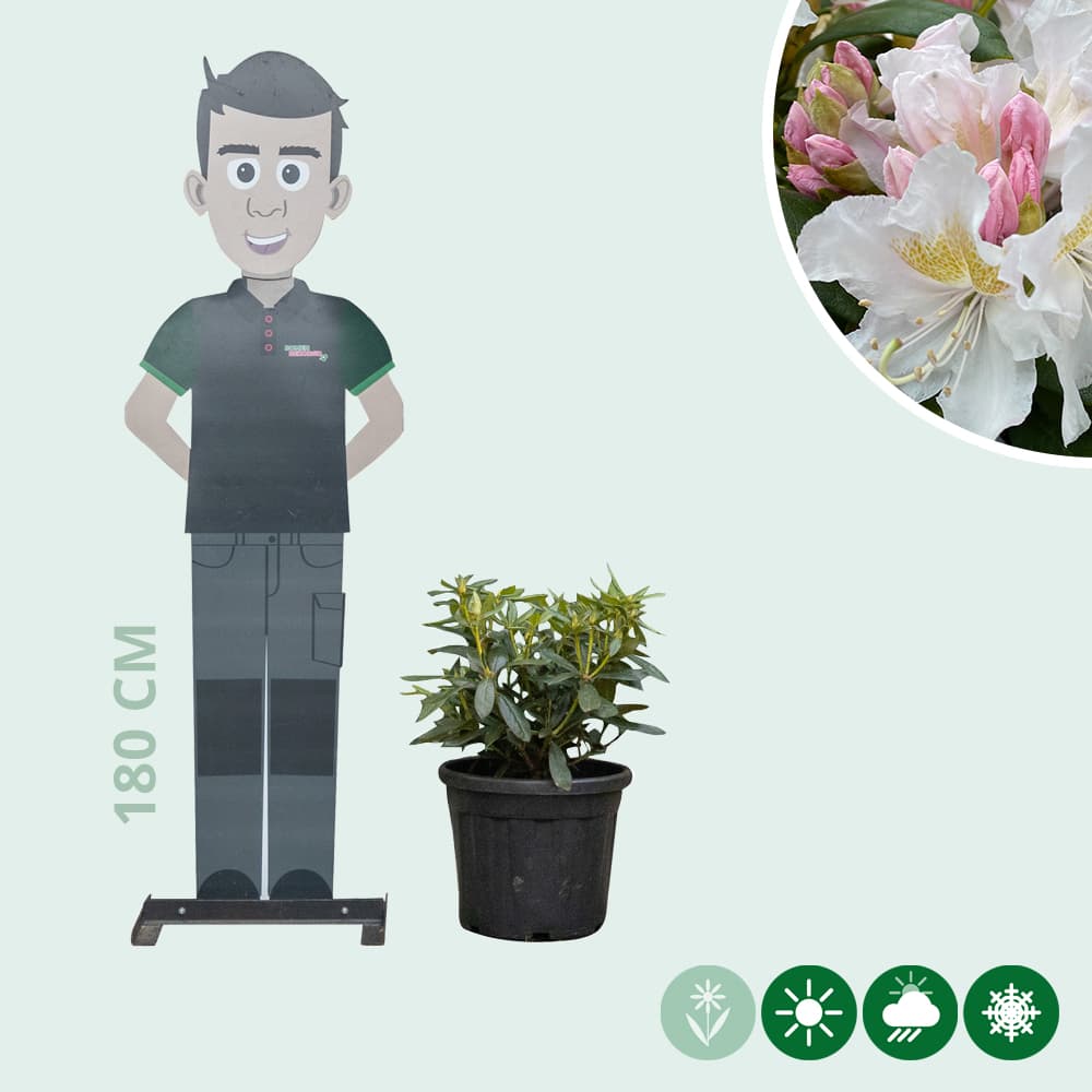 Rhododendron Cunninghams White