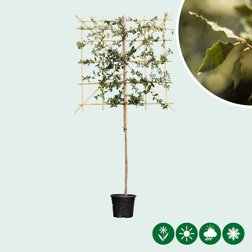 Steeneik leiboom 120 cm