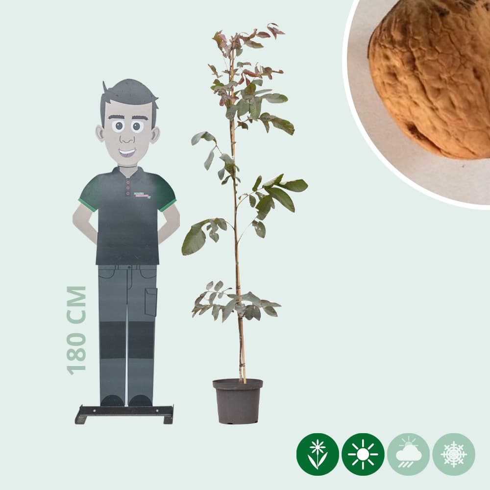 Roodbladige walnotenboom