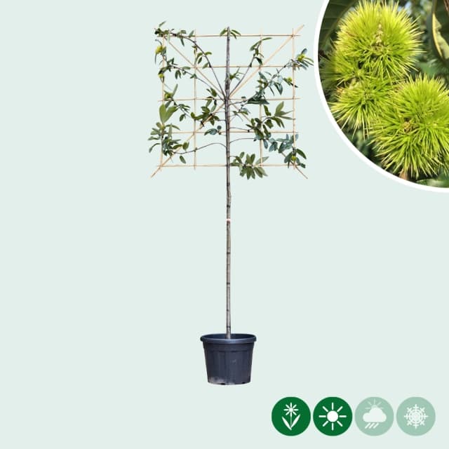 Tamme kastanje leiboom