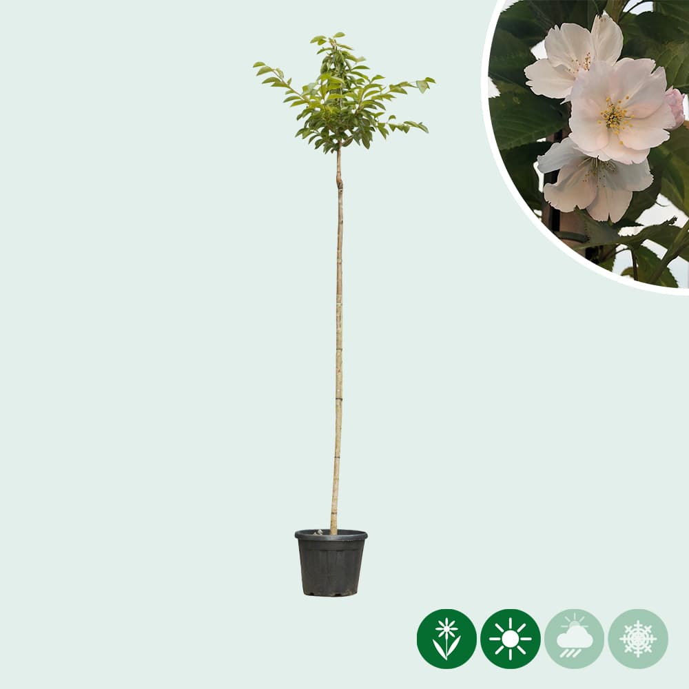 Japanse sierkers yedoensis