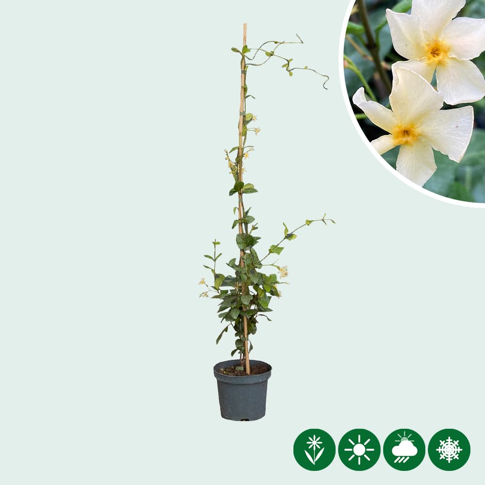 Gele Toscaanse jasmijn