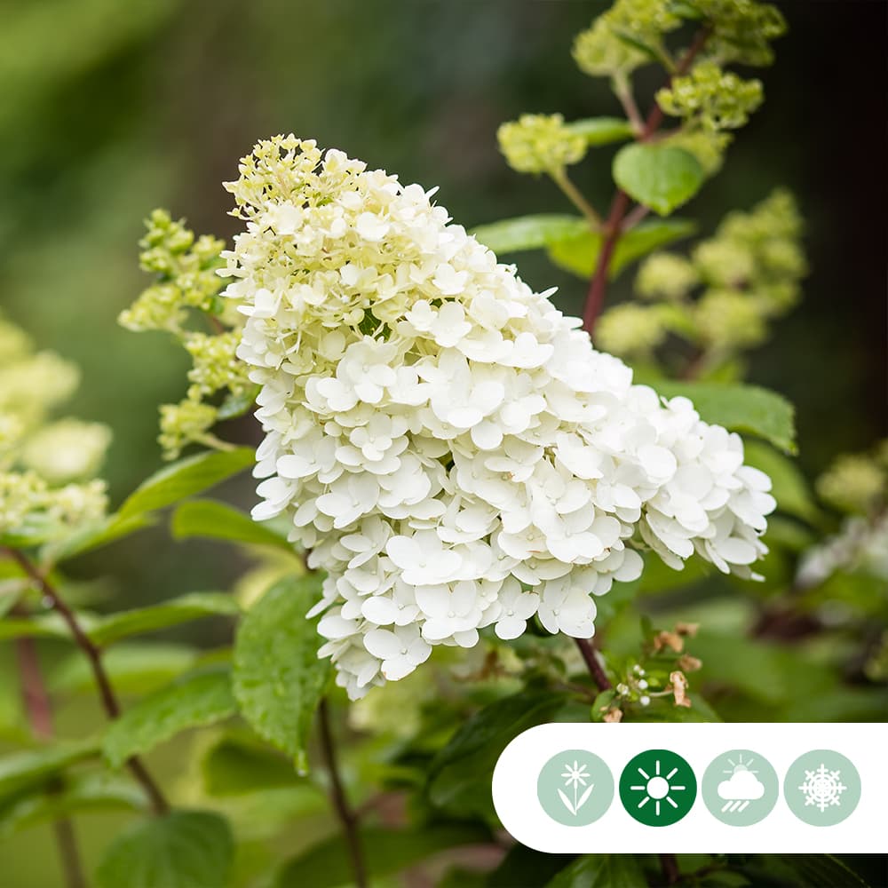 Hortensia 'Limelight' halfstam