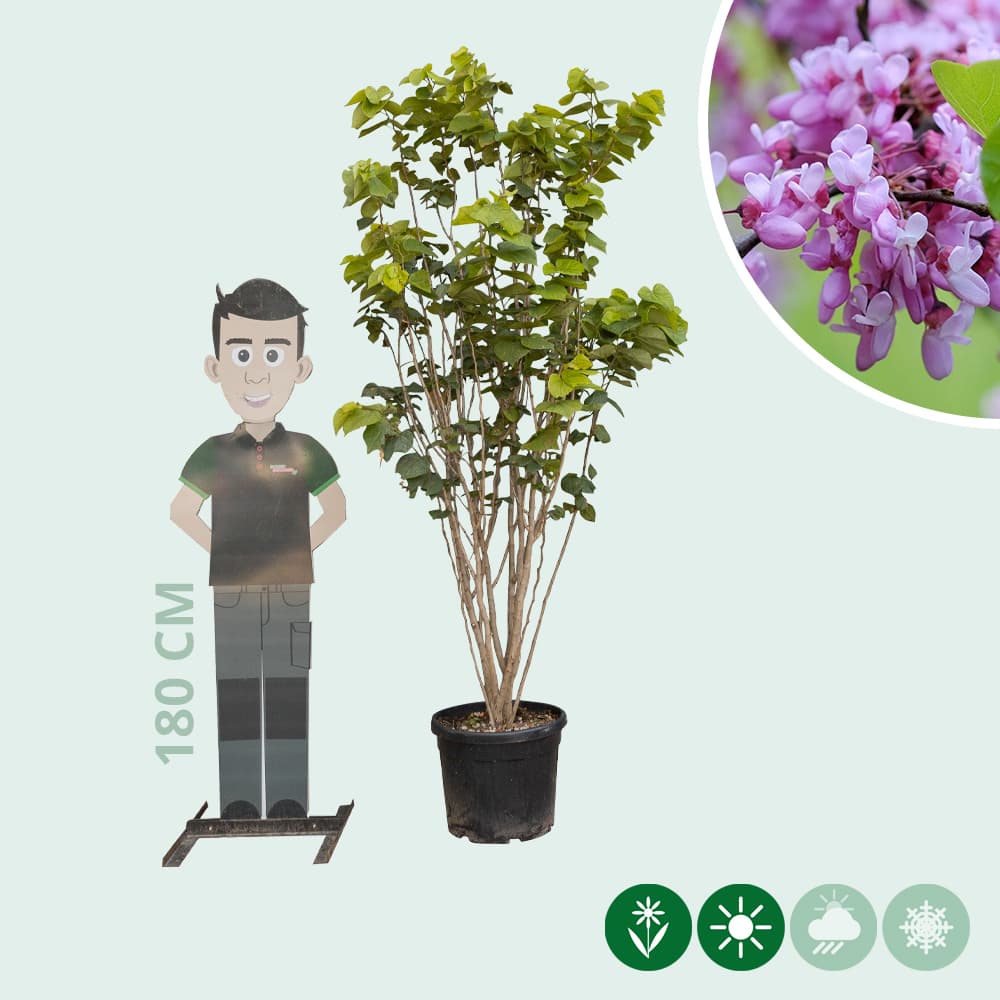 Gewone judasboom meerstammig